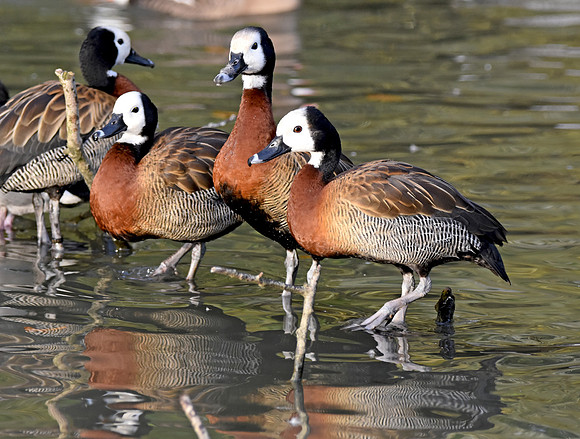 White faced whistling duck