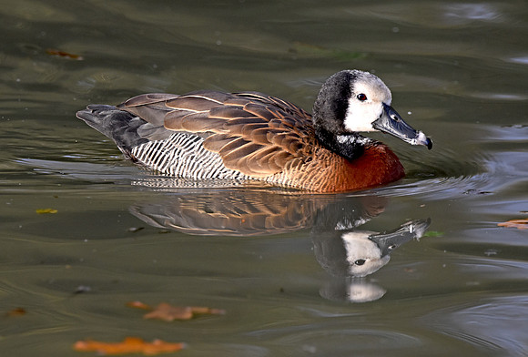 White faced whistling duck