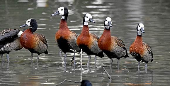 White faced whistling duck