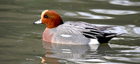 Eurasian Wigeon