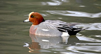 Eurasian Wigeon