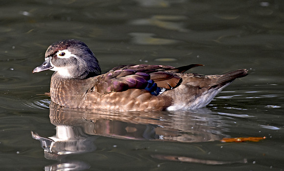 Wood duck, female