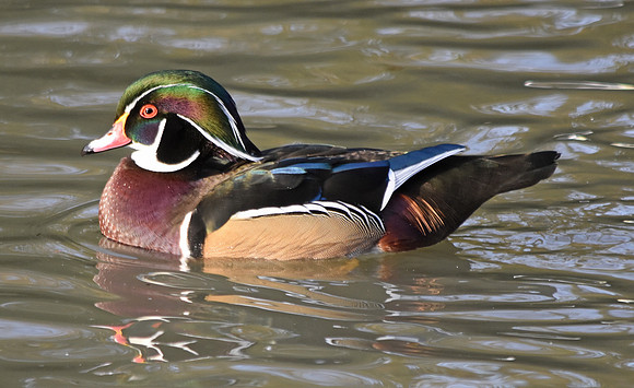 Wood duck, male