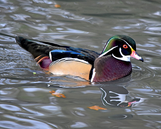 Wood duck, male