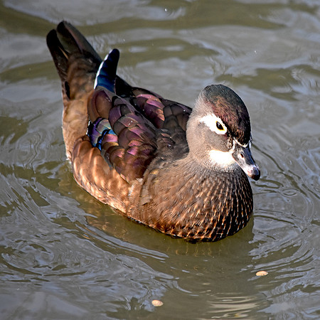 Wood duck, female