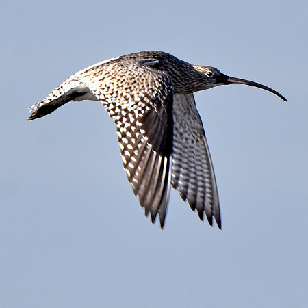 Curlew