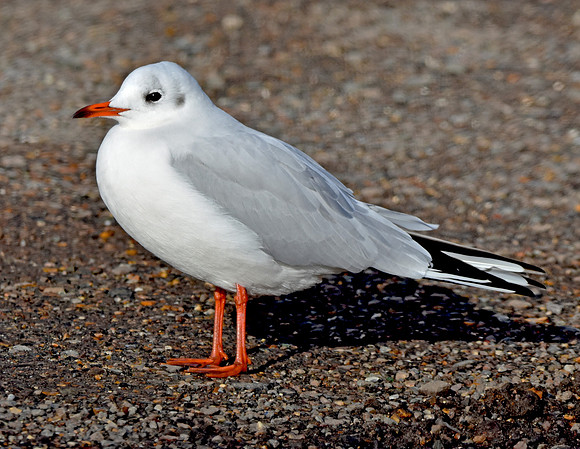 Mediterranean gull