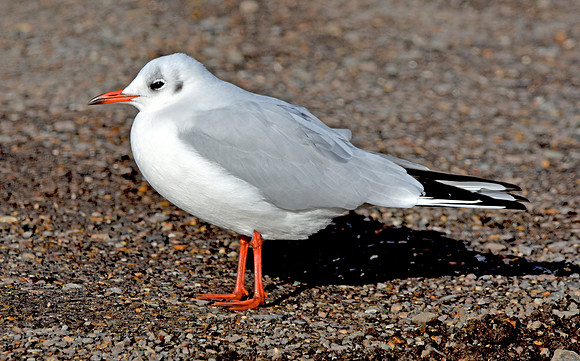 Mediterranean gull