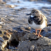 Ruddy Turnstone