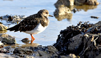 Ruddy Turnstone