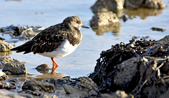 Ruddy Turnstone
