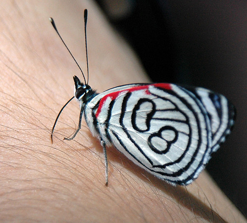 88 butterfly