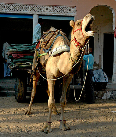 One humped camel
