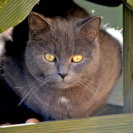 Domestic cat