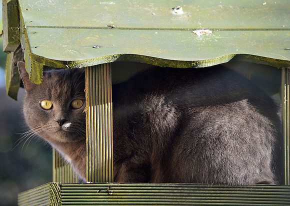Domestic cat