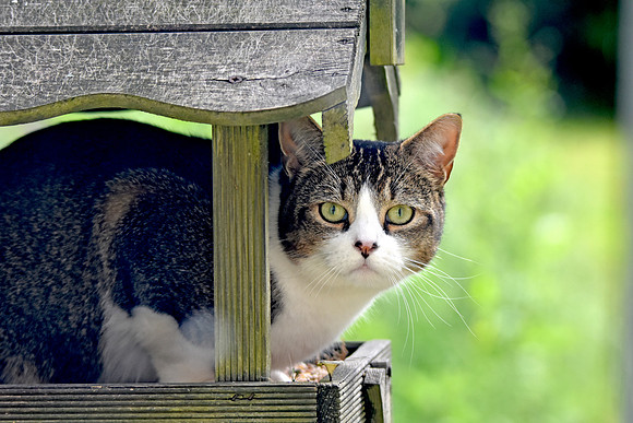 Domestic cat