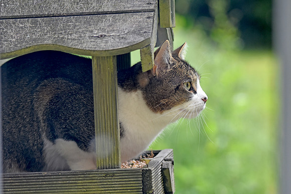 Domestic cat