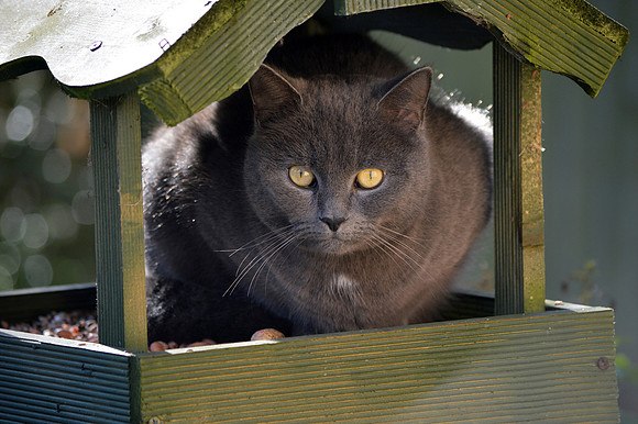 Domestic cat