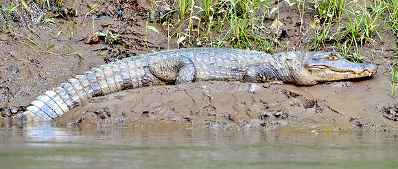Caiman