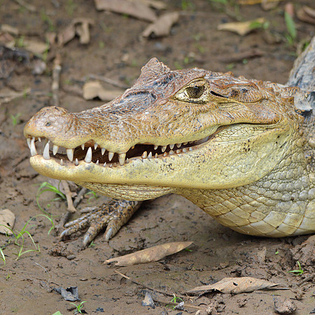Caiman
