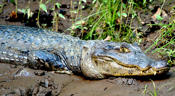Caiman