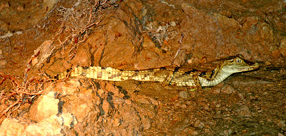 Caiman
