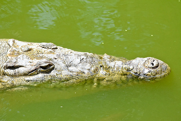 Caiman