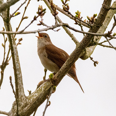 Nightingale