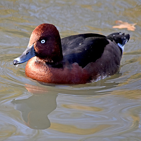 Ferruginous duck
