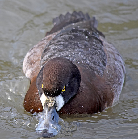 Greater scaup