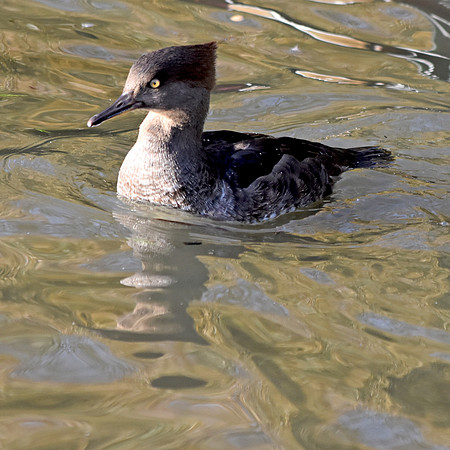 Hooded merganser