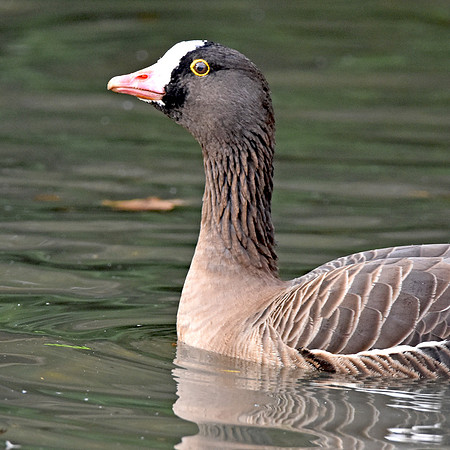Lesser white fronted goose