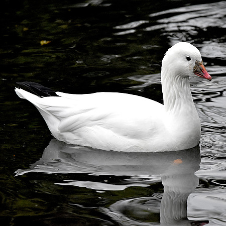 Ross's snow goose
