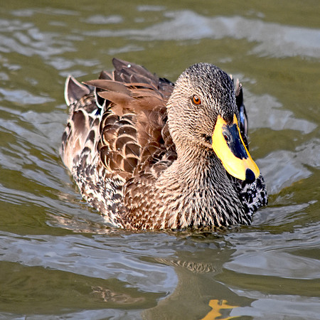 Yellow billed duck