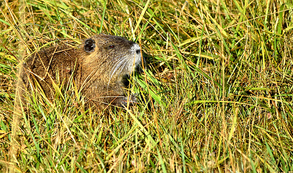 Coypu, France