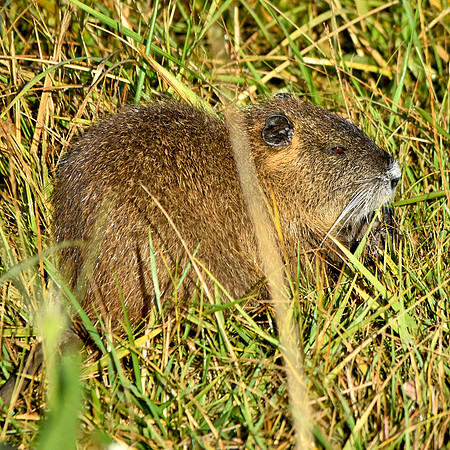 Coypu, France