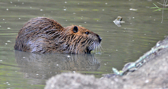 Coypu, France