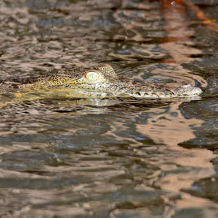 Crocodile