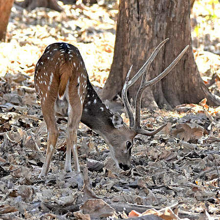 Cheetal / chital