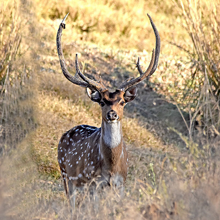 Cheetal / chital