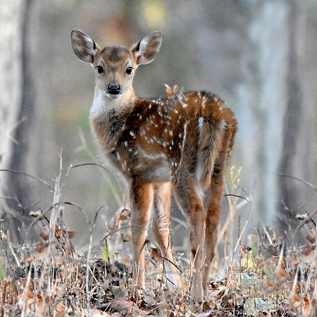 Cheetal / chital