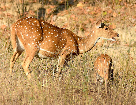 Cheetal / chital