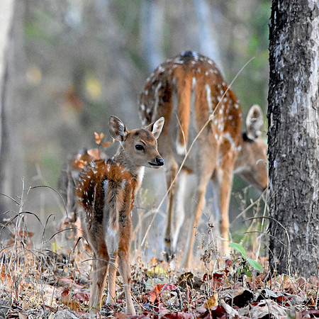 Cheetal / chital