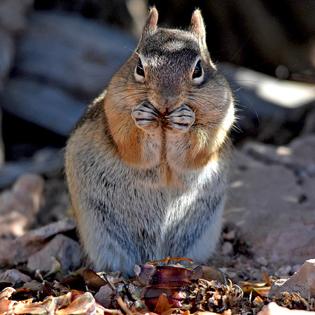 Chipmunk