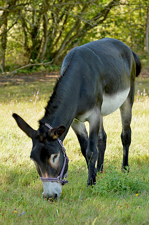 Donkey / ass
