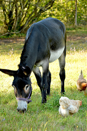 Donkey / ass