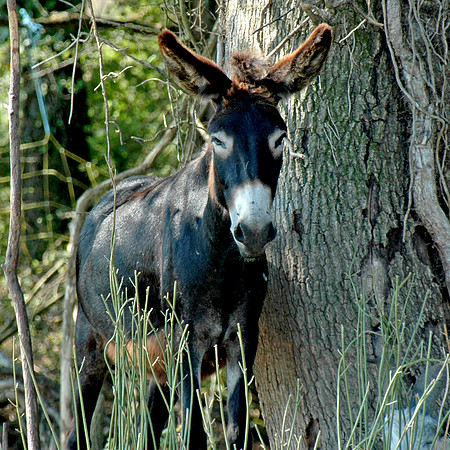 Donkey / ass