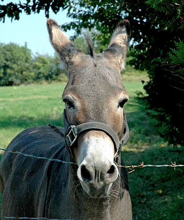 Donkey / ass