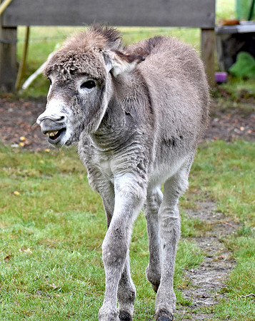 Donkey / ass