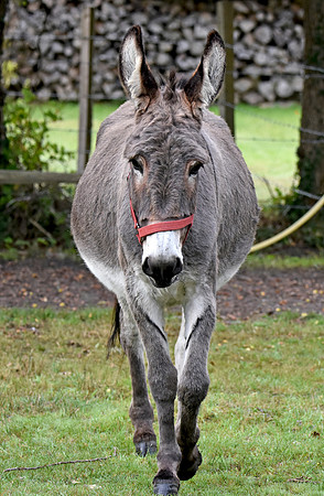 Donkey / ass